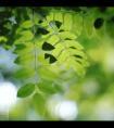 6月份苹果树怎么管理(苹果树怎么管理最好)