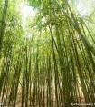 ivvi手机(ivvi手机怎么截屏)