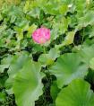 6s和苹果7运行速度对比(苹果6s对比苹果7)
